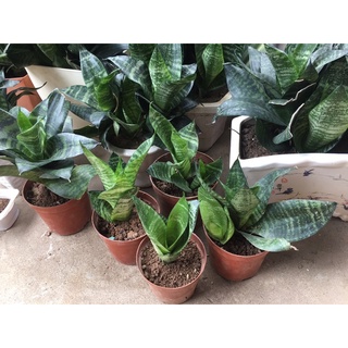 CÂY ĐỂ BÀN: LƯỠI HỔ XANH LÙN THANH LỌC KHÔNG KHÍ (TẶNG KÈM KHUYẾN MÃI HOT)