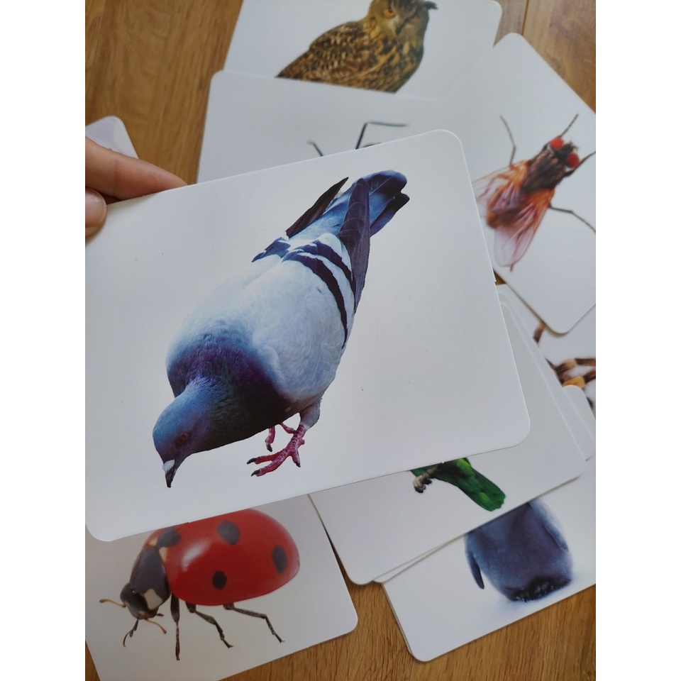 Thẻ học thông minh kích thước lớn 12x16cm chủ đề côn trùng -  Flashcard TGXQ Glenn doman chuẩn