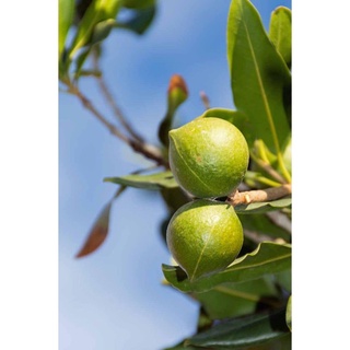 MẮC CA RỪNG LAI CHÂU ( 1 TÚI - 1KG)