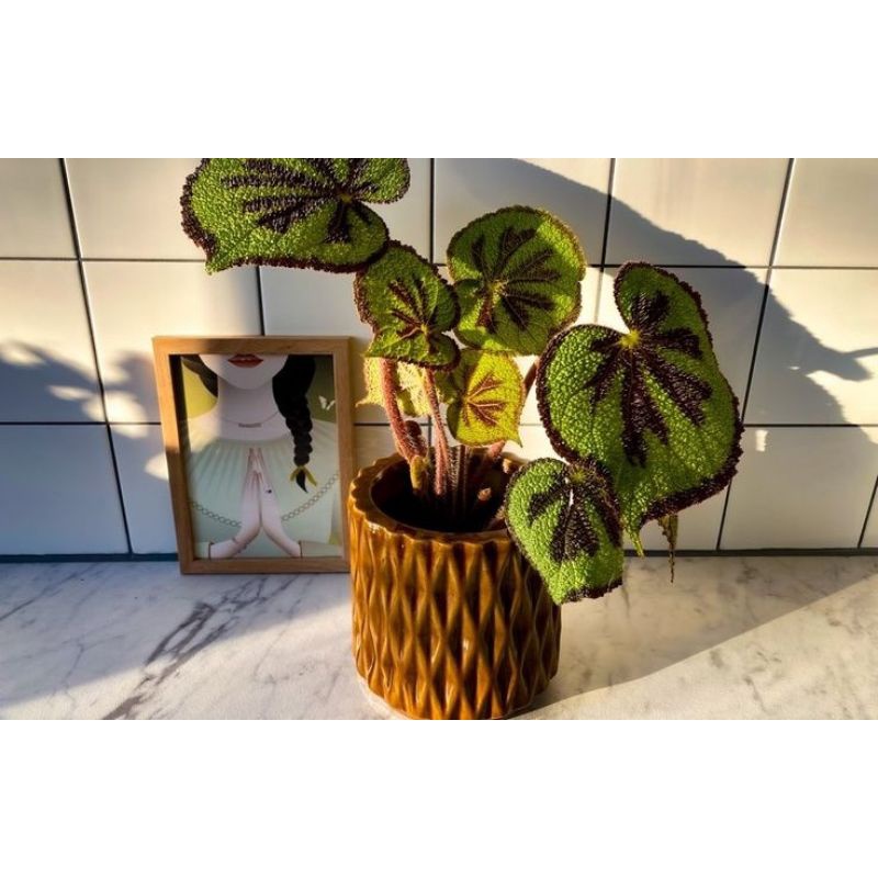 Chậu cứng Begonia Masosiana