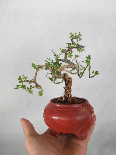 Cây Cần Thăng bonsai để bàn