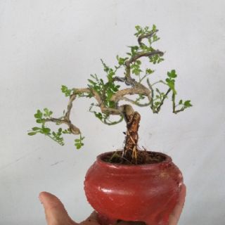 Cây Cần Thăng bonsai để bàn