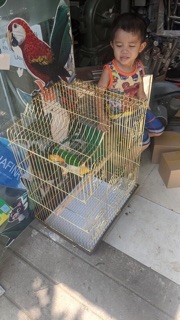 Lồng nuôi vẹt B3 Gold