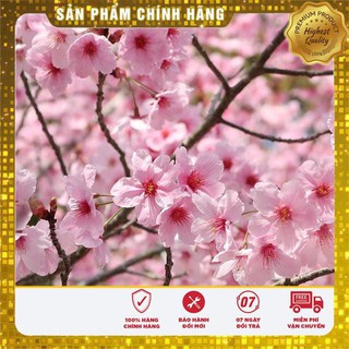 5 Hạt giống Cây hoa Anh đào (tặng gói Kích nẩy mầm và Hướng dẫn) VIETSEED