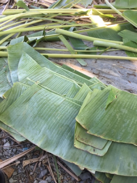 1kg Lá chuối tươi- giao hàng 7 ngày