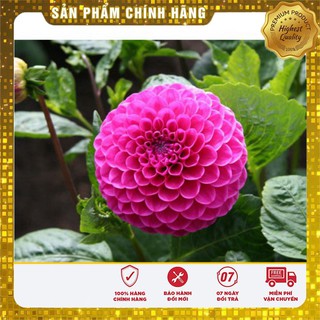 Hạt giống hoa thược dược tổ ong mix nhiều màu - 50 hạt