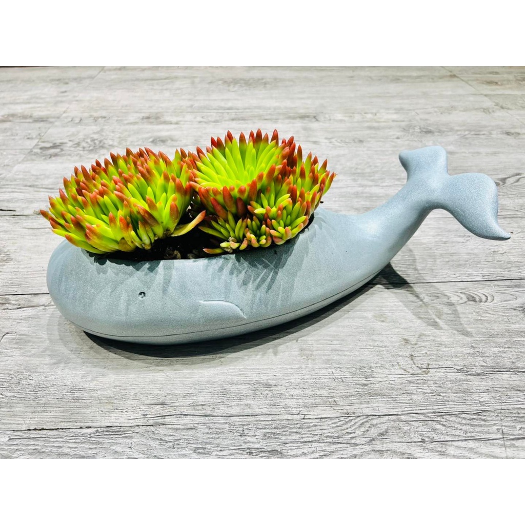 Chậu cá Voi Xanh trồng cây, nuôi cá, trang trí, decor , trồng sen đá - bằng Poly và sợi thuỷ tinh