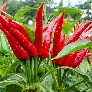 Gói 0.1g hạt giống Ớt Chỉ Thiên