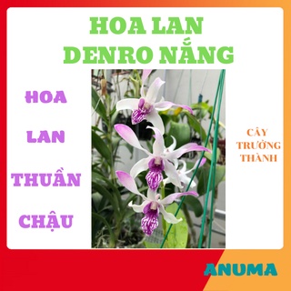 Anuma - hoa lan, hoa lan denro nắng, hoa lan thuần chậu, hoa lan trưởng thành đang hoa