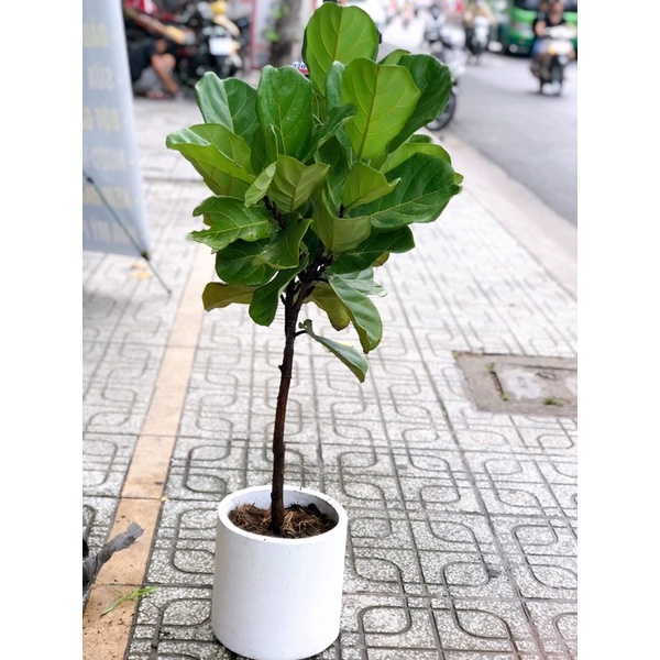 BÀNG SINGAPORE sang trọng và thanh lọc không khí cho căn hộ của bạn