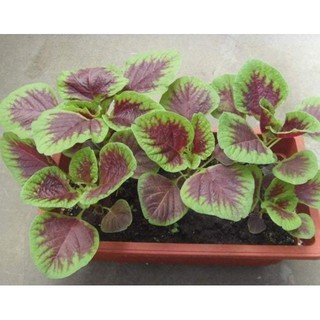 Hạt giống rau Dền tía (Dền khoang) 20 gram