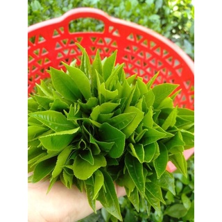 200g chè nõn tôm hảo hạng (chuẩn tân cương thái nguyên)
