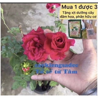 caykiengsadec hoa Hồng nhung + tặng phân bón - hoa kiểng lá - trang trí nội thất cảnh quan sân vườn ngoài trời