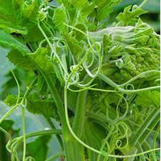 Hạt giống bí siêu ngọn 10gr (bí đỏ ăn đọt và ăn bông)