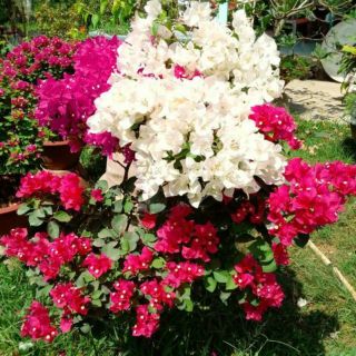 cây Hoa giấy (siêu hoa)