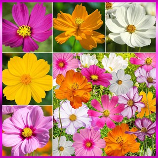 Hạt giống hoa sao nhái lùn nhiều màu