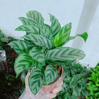 Đuôi công xanh ( loại lớn )