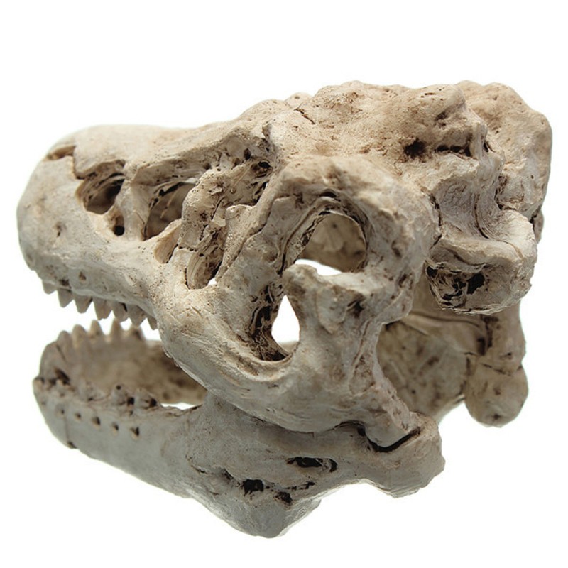 Mô hình xương đầu cá sấu bằng nhựa resin tinh xảo dùng cho trang trí bể cá