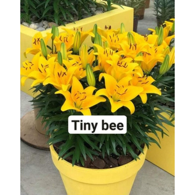 Ly  hoa chơi tết co đủ màu)