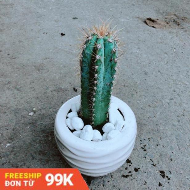 Chậu Xương Rồng Trụ