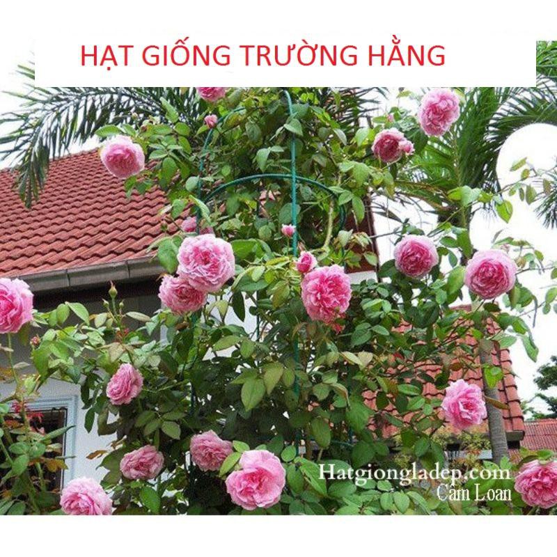 Gói Hạt Giống Hoa Hồng Leo Pháp Mix - Tặng Kèm Kích Mần và hướng dẫn gieo Gói 20 Hạt Giống Hoa Hồng Leo