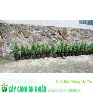 Cây tùng cao 40cm