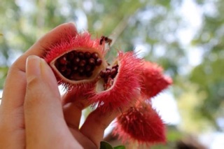 Hạt điều đỏ tạo màu (hạt cà ri)