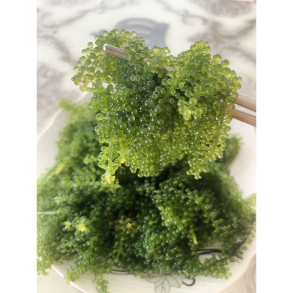 💥25g NỞ RA 70g💥Rong Nho Tách Nước KHÁNH HÒA - NHA TRANG - NỞ GẤP 3 LẦN Xuất Khẩu- Công Nghệ Tách Nước Tiêu Chuẩn Nhật | BigBuy360 - bigbuy360.vn