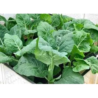 Hạt giống rau Cải Làn (Cải rổ) thân mập hoa trắng