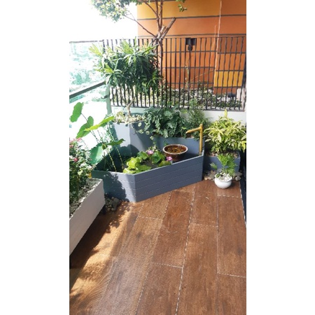 Chậu tiểu cảnh ban công Home Việt