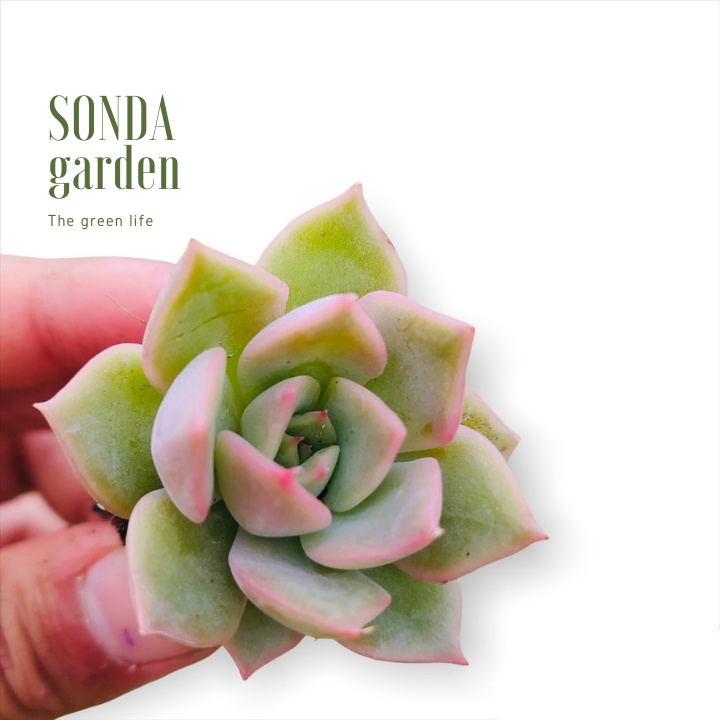 Sen đá đế vương xám SONDA GARDEN size mini 2.5-4cm, xuất xứ Đà Lạt, khoẻ đẹp, lỗi 1 đổi 1