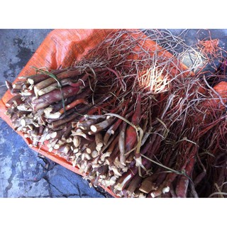 Sâm cau rừng 1kg