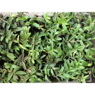 Phi điệp 5 cánh trắng Phú Thọ