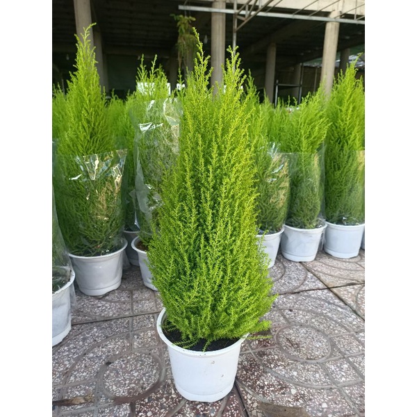 Cây tùng thơm - tùng hương - cây cao từ 45cm - cây trang trí giáng sinh - cây cảnh sa đéc 48h