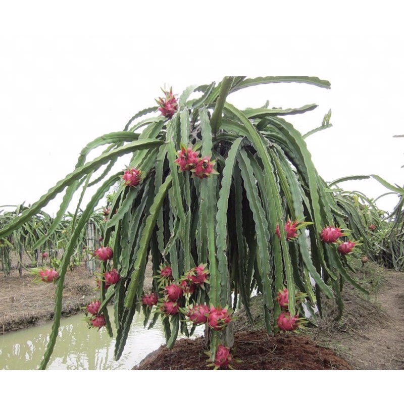 Combo 3 cành giống thanh long ruột đỏ, ruột trắng