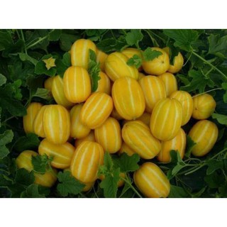 Hạt giống dưa lê hàn quốc  ( 10 hạt )
