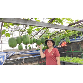 Hạt mướp táo đài loan f1 gói 10 hạt