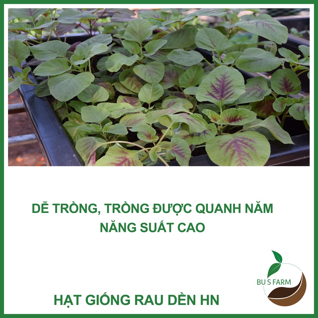 Hạt giống Rau Dền HN các loại cao sản, dễ trồng (20gr)