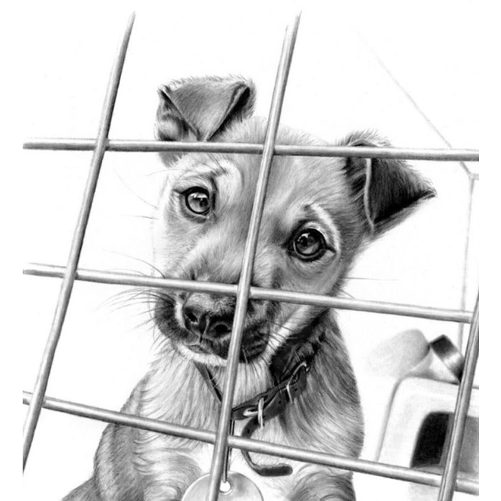 - Chì Than Đen  General's 557 series