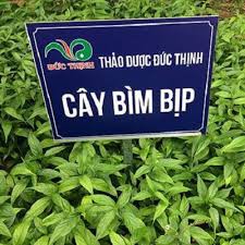 Cây Bìm Bịp 1kg loại 1