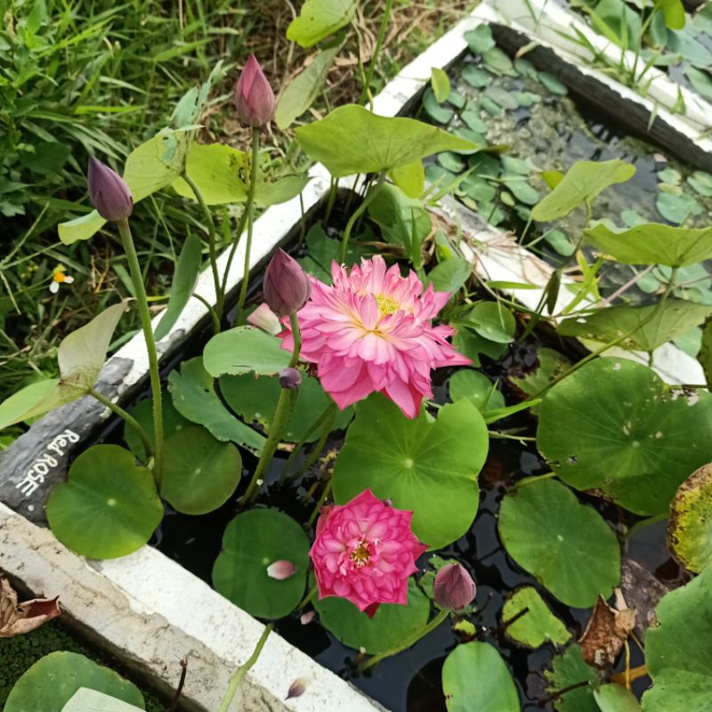 Củ sen mini Red Rose