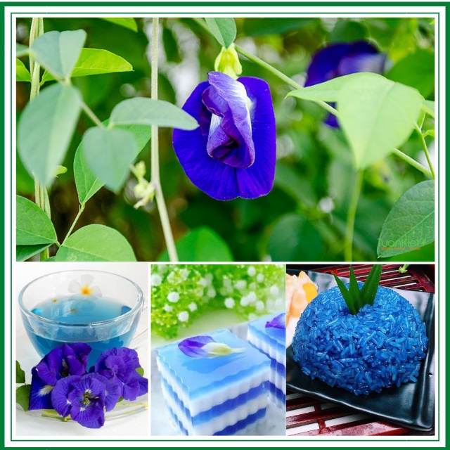 Gói 20 Hạt Hoa Đậu Biếc 10 Hạt Cánh Kép 10 Hạt Cánh Đơn Mix Leo Nhanh Trồng Quanh Năm, Shop Hạt Giống Zeni ZN00031