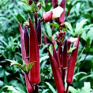 60 Hạt Giống Đậu Bắp Đỏ  (KM02)