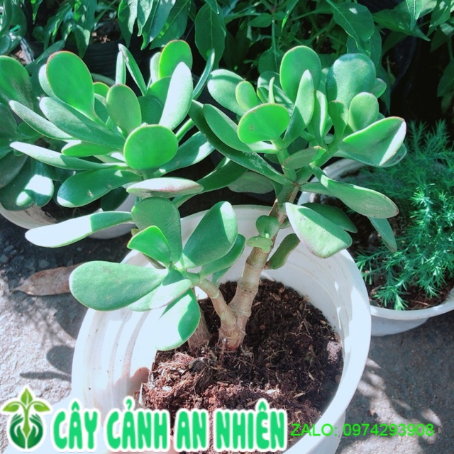 Cây Ngọc Bích