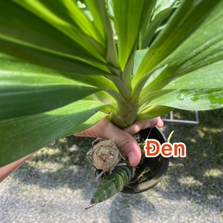 Lan thiên nga đen cây lớn