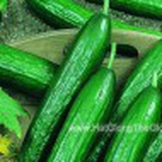 0.5gr hạt giống dưa chuột không hạt trái ngắn
