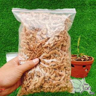Rêu Sâu Chile ⚜️FREESHIP⚜️ Dớn Chile Giá Thể Trồng Lan Nhập Khẩu 100gr [ loại Đẹp ]