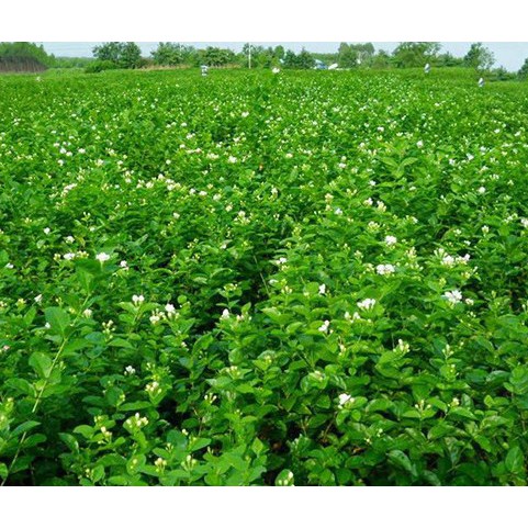 Nụ Hoa Nhài Khô , làm đẹp da, chống lão hóa, giảm tế bào mỡ trong cơ thể.....