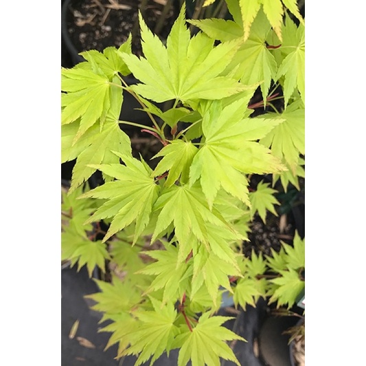 phong  lá  đỏ : Acer shirasawanum 'Jordan'