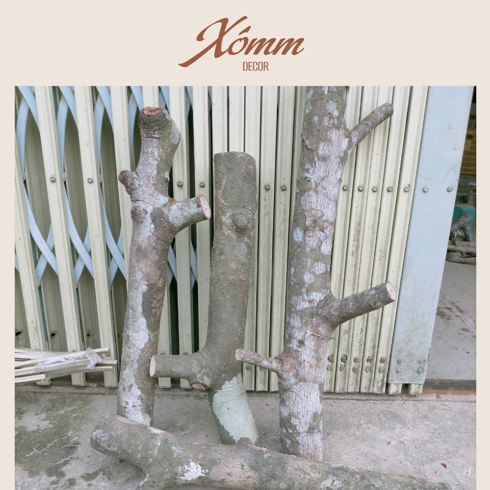 Cành củi khô có Nhánh dùng trang trí decor siêu đẹp, khúc gỗ si7e lớn